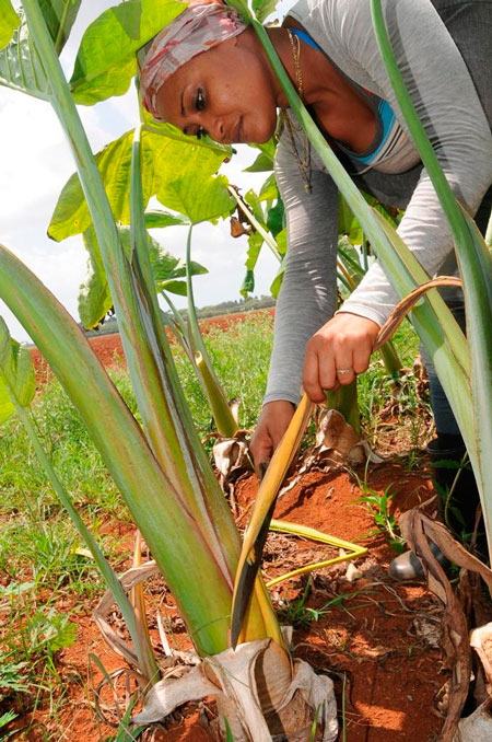 Campesina cubana. Campesina cubana.