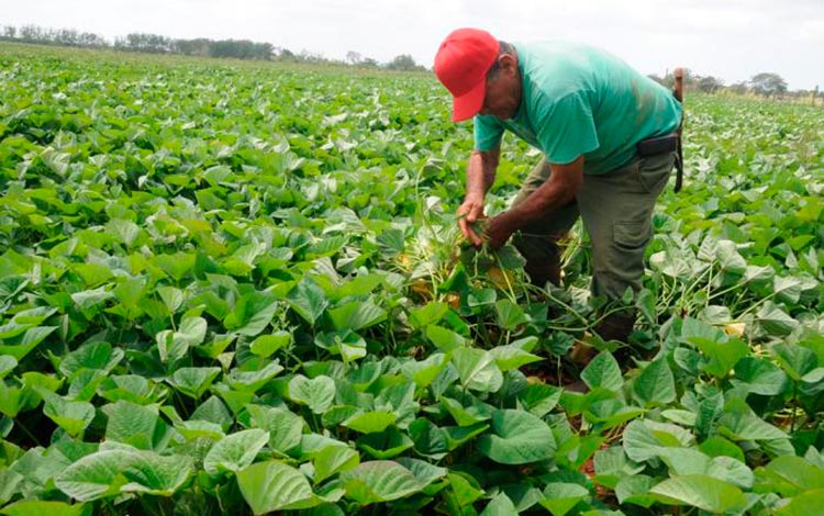 Campesino cubano. Campesino cubano.