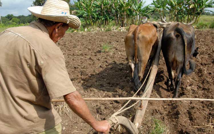 Campesino arando la tierra Campesino arando la tierra