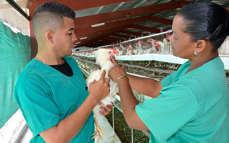 Lissety Inerarity Ariosa, jefa de producción, y el médico veterinario Adrián Martí­n ílvarez.