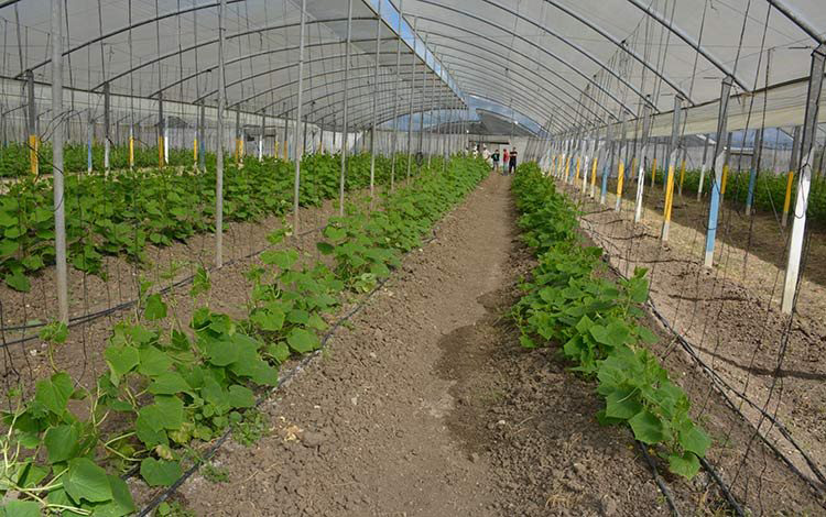 Sembrado en casas de cultivo tapado en el Yabú, Santa Clara. Sembrado en casas de cultivo tapado en el Yabú, Santa Clara.