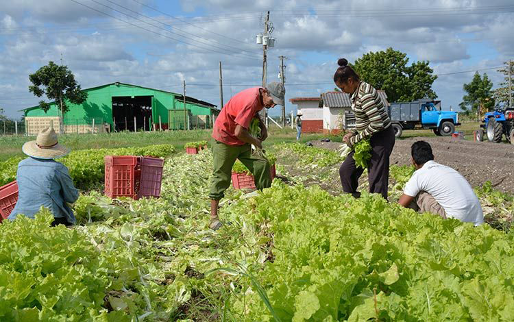 Cultivo semiprotegido de vegetales. Cultivo semiprotegido de vegetales.