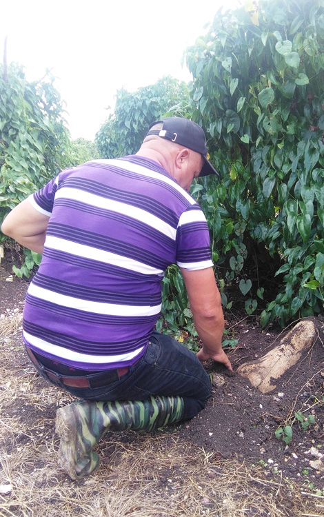 Raidel García, Roly, Rey del Ñame, muestra con orgullo uno de sus hermosos ejemplares. (Foto: Narciso Fernández Ramírez) Raidel García, Roly, Rey del Ñame, muestra con orgullo uno de sus hermosos ejemplares. (Foto: Narciso Fernández Ramírez)
