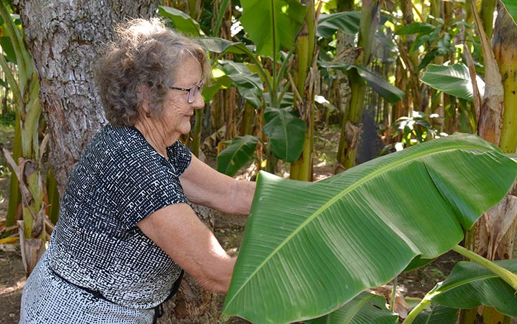 Cristina Chávaz, promotora de la agricultura familiar, en Santo Domingo, Villa Clara. Cristina Chávaz, promotora de la agricultura familiar, en Santo Domingo, Villa Clara.
