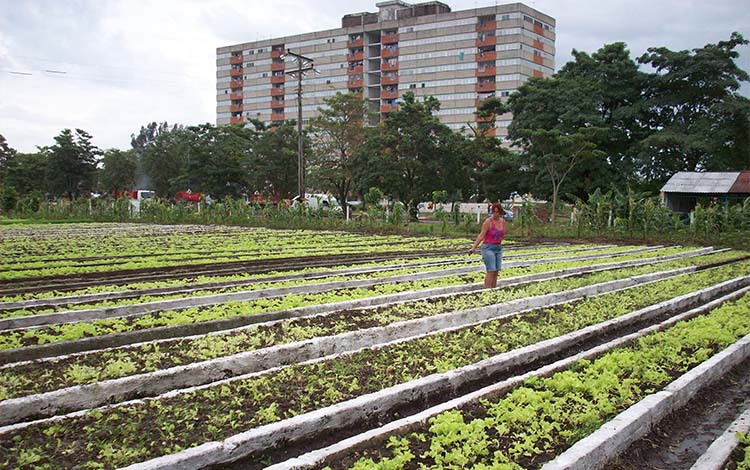 Stability in the Production of Vegetables in Villa Clara