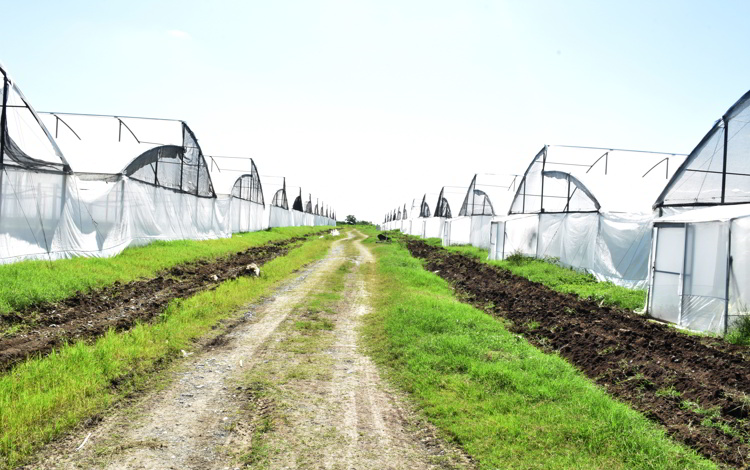 Casas de cultivo, Valle del Yabú Casas de cultivo, Valle del Yabú