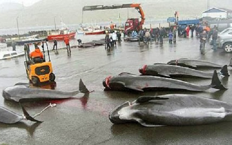 Ballenas muertas. Ballenas muertas.