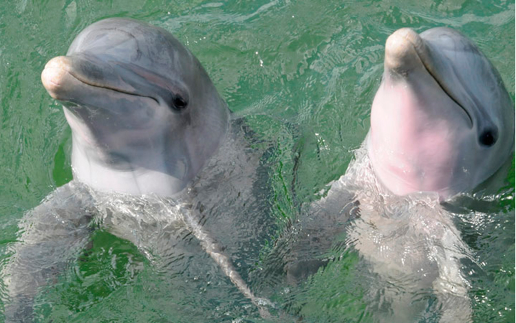 Delfines, en Delfinario de Cayo Santa María, en Villa Clara. Delfines, en Delfinario de Cayo Santa María, en Villa Clara.