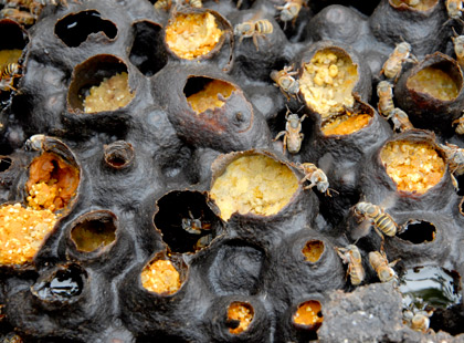 Abejas meliponas. Abejas meliponas.