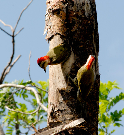 Pájaro carpintero real. Pájaro carpintero real.