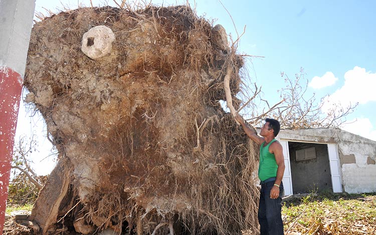 Árbol derribado en Caibarién, Villa Clara. Árbol derribado en Caibarién, Villa Clara.
