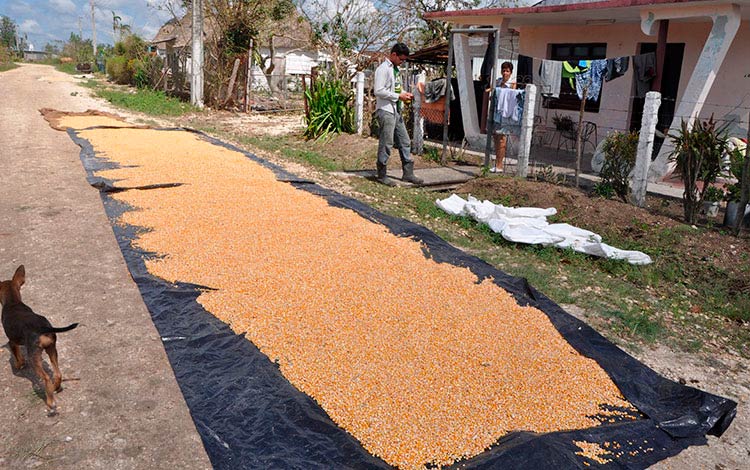 Campesinos secan maíz tras paso de huracán Irma. Campesinos secan maíz tras paso de huracán Irma.