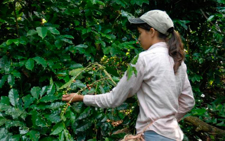 Producción de café en Villa Clara. Producción de café en Villa Clara.
