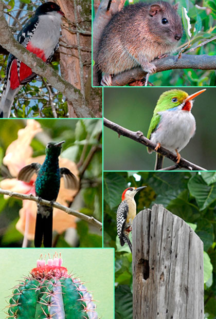 Protección de la flora y la fauna. Protección de la flora y la fauna.