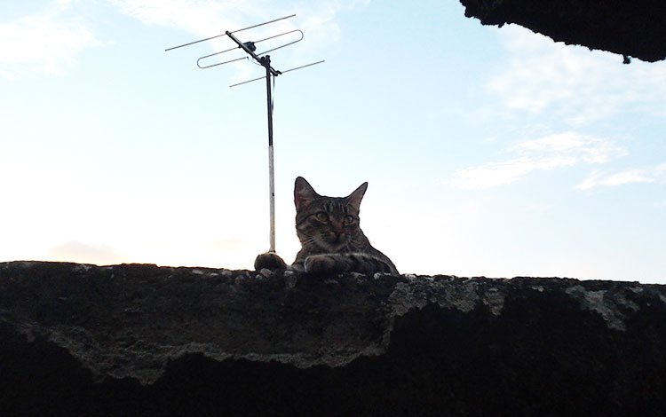 Gato en un tejado. Gato en un tejado.