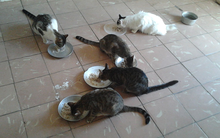 Gatos comiendo en un hogar. Gatos comiendo en un hogar.