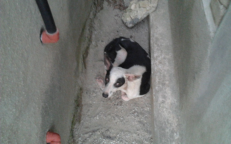 Perro abandonado. Perro abandonado.