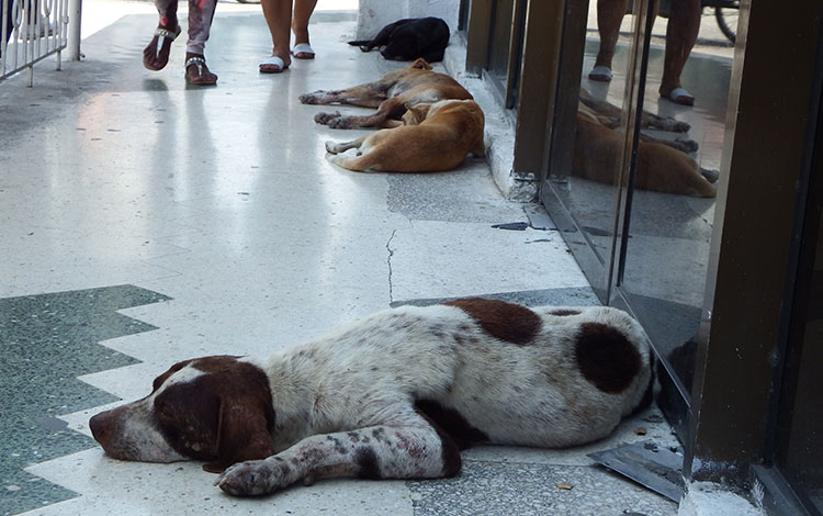 Perros abandonados en el boulevard de Santa Clara. Perros abandonados en el boulevard de Santa Clara.