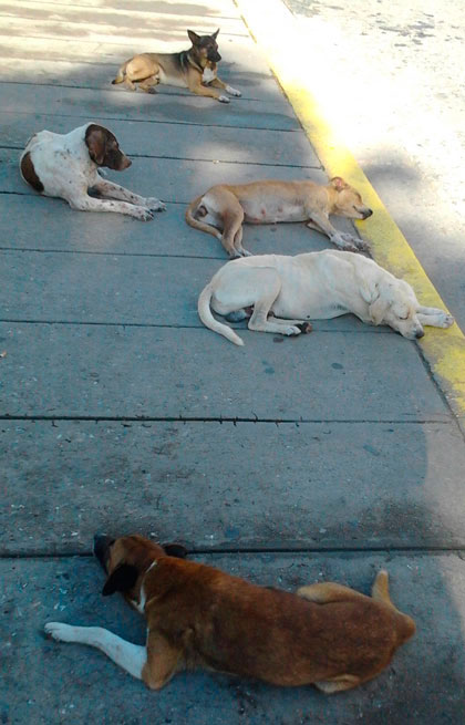 Perros callejeros. Perros callejeros.