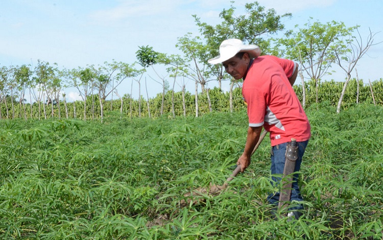 Danilo en su sembradío de yuca Danilo en su sembradío de yuca