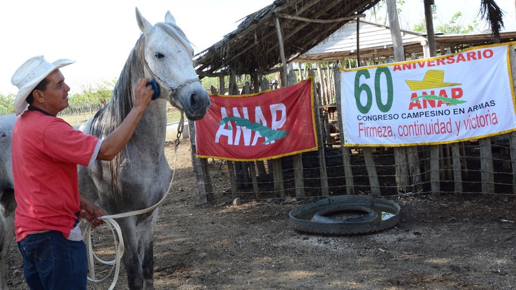 Marajá, pura raza árabe Marajá, pura raza árabe