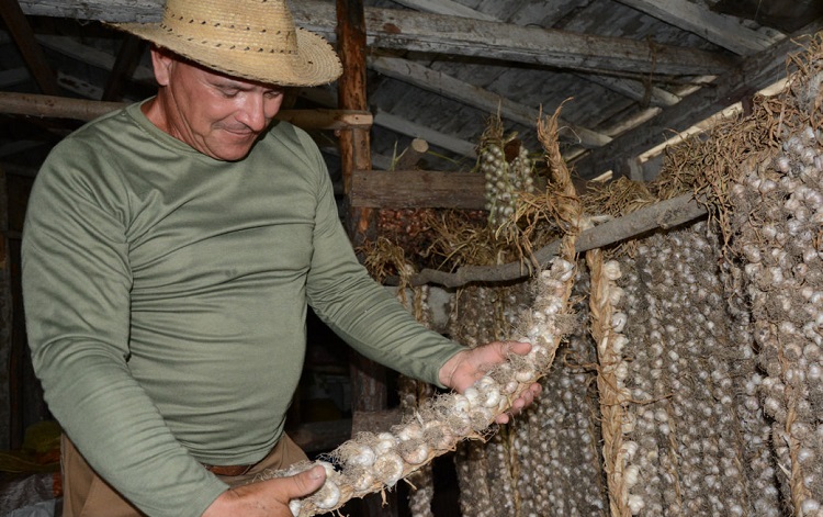 Martín muestra la cosecha de ajo Martín muestra la cosecha de ajo