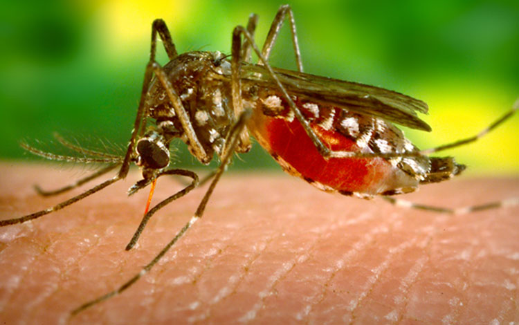 Mosquito. Mosquito.