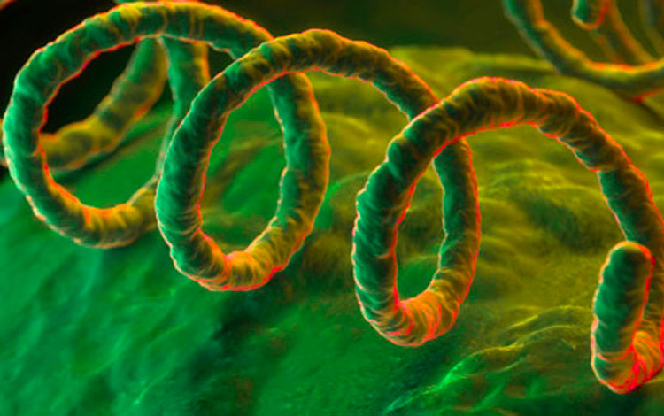 Bacteria de la sífilis