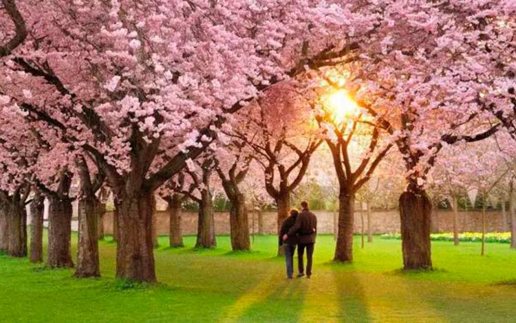 Amor en primavera. Pareja pasea en primavera.