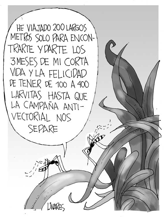 mosquitos mosquitos
