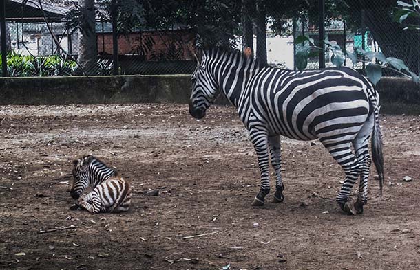 cebrita y sus padres, zoológico camilo cienfuegos, santa clara