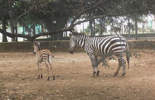 cebrita y sus padres, zoológico camilo cienfuegos, santa clara