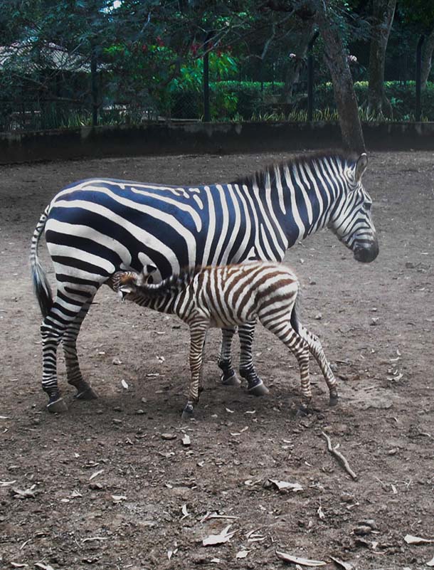 cebrita y sus padres, zoológico camilo cienfuegos, santa clara