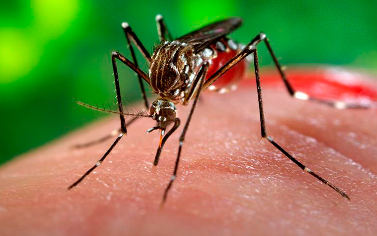 Cuba: 21 Zika Cases