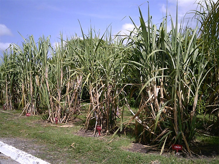 Etica Centro, Villa Clara Etica Centro, Villa Clara