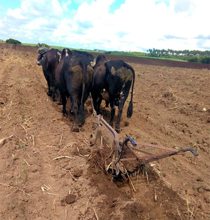 Tracción animal en la agricultura cañera en Villa Clara, Cuba.