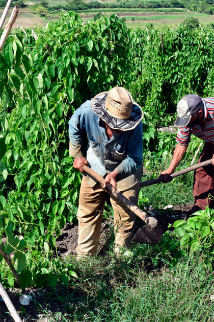 Atención cultural a plantaciones de ñame en Camajuaní, Villa Clara, Cuba. Atención cultural a plantaciones de ñame en Camajuaní, Villa Clara, Cuba.
