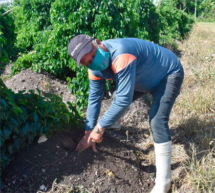 Raidel (Roly) García Díaz, mejor productor de ñame de Cuba. Raidel (Roly) García Díaz, mejor productor de ñame de Cuba.
