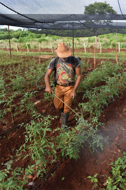Siembras tempranas de tomate garantizarán parte de los surtidos que recibirán los villaclareños antes de concluir el año. (Foto Carlos Rodríguez Torres). Siembras tempranas de tomate garantizarán parte de los surtidos que recibirán los villaclareños antes de concluir el año. (Foto Carlos Rodríguez Torres).