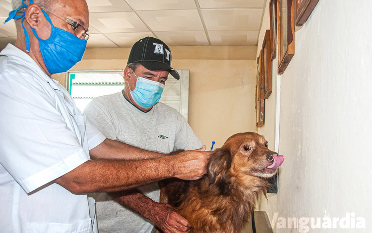 Aplican inyección a un perro. Aplican inyección a un perro.
