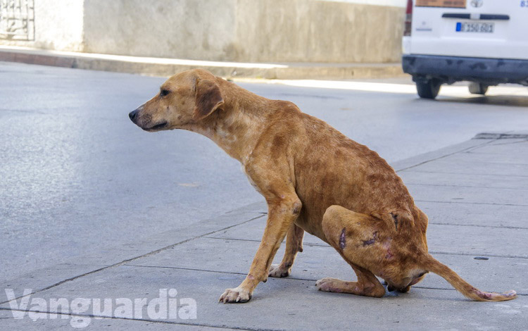 Perro callejero enfermo en Santa Clara, Cuba. Perro callejero enfermo en Santa Clara, Cuba.