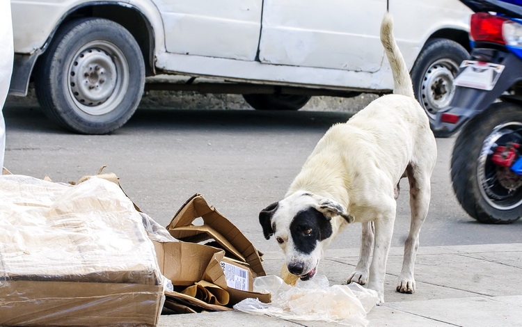 Perro callejero busca comida en la basura. Perro callejero busca comida en la basura.