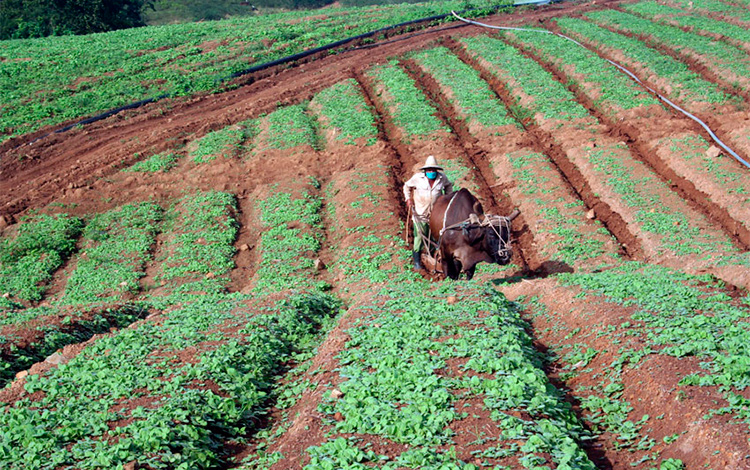 Empleo de la tracción animal en las labores de labranza. Empleo de la tracción animal en las labores de labranza.