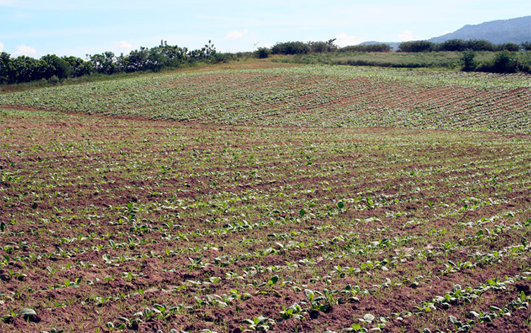 Superficies agrícolas para el tabaco a sol en Villa Clara. Superficies agrícolas para el tabaco a sol en Villa Clara.