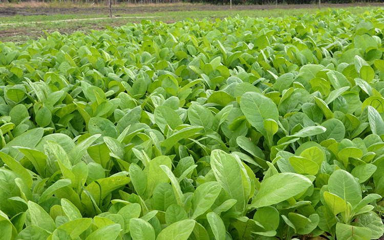 Cultivo de tabaco en la finca El Inicio, de Cifuentes. Cultivo de tabaco en la finca El Inicio, de Cifuentes.