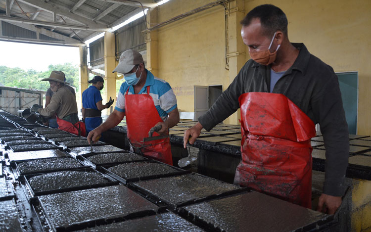 Trabajadores del Combinado Rolando Morales trabajan en la producción de losas de piso. Foto: Arelys María Echevarría Rodríguez. Trabajadores del Combinado Rolando Morales trabajan en la producción de losas de piso. Foto: Arelys María Echevarría Rodríguez.