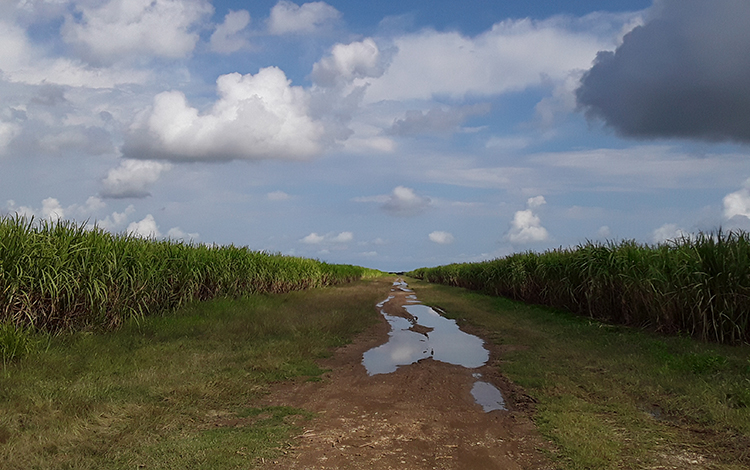 Efecto de la lluvia en los campos , en áreas del central azucarero Héctor Rodrí­guez, de Sagua la Grande, Villa Clara.