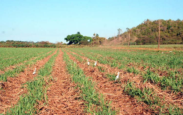 Cobertura de paja en los campos de caña. Cobertura de paja en los campos de caña.