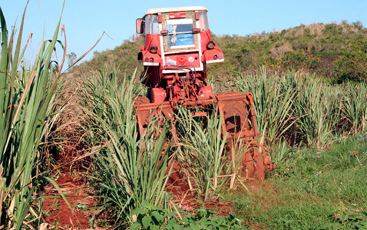 Rehabilitación de retoños en los campos de caña. Rehabilitación de retoños en los campos de caña.
