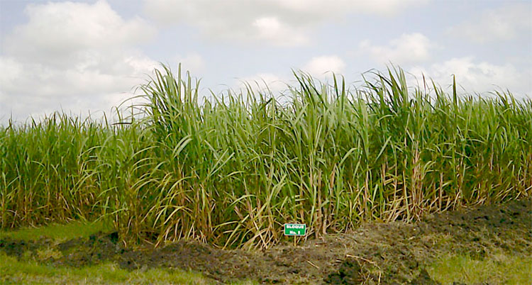 Sistema de producción de semilla categorizada. Sistema de producción de semilla categorizada.